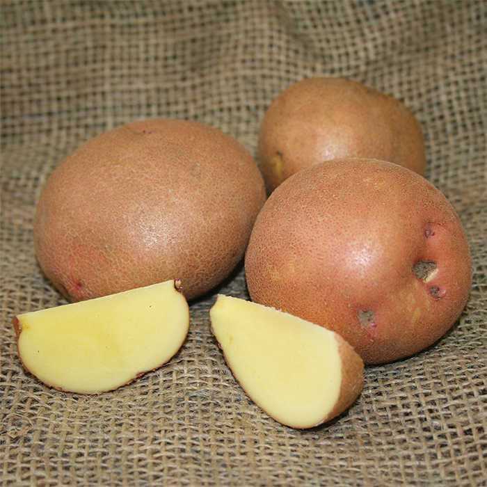 Redgold Potato
